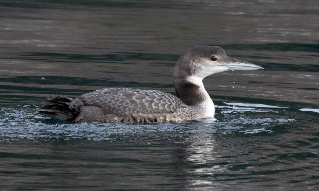 Common Loon