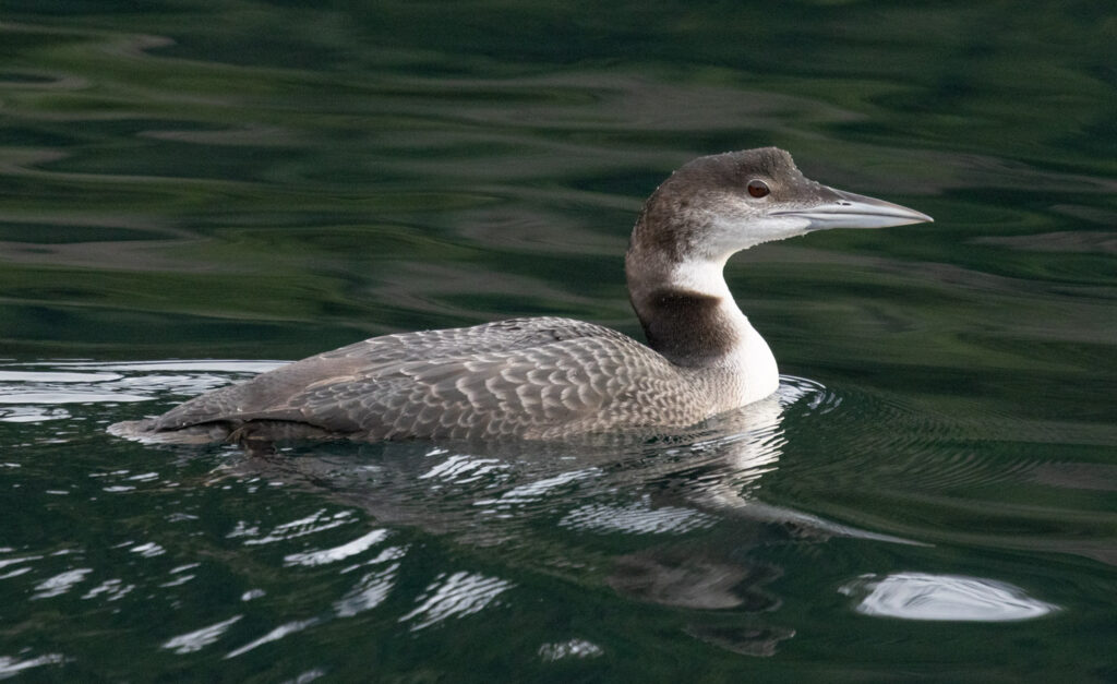 Common Loon