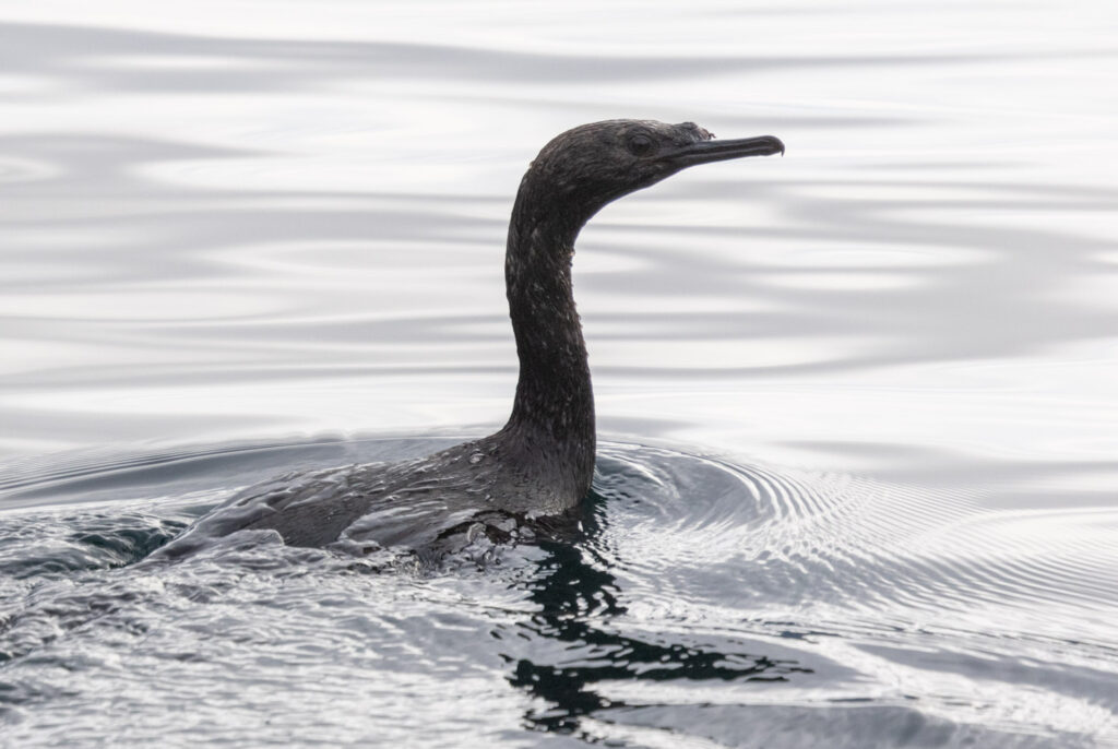 Pelagic Cormorant