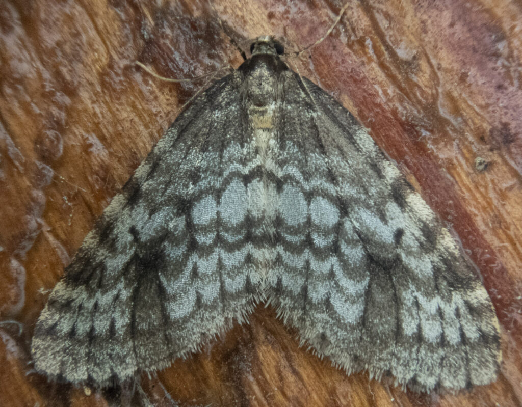 Winter spanworm Moth (Operophtera occidentalis)