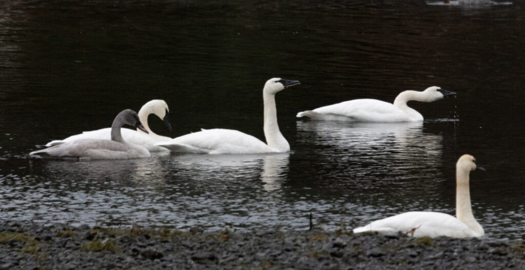 Trumpeter Swans