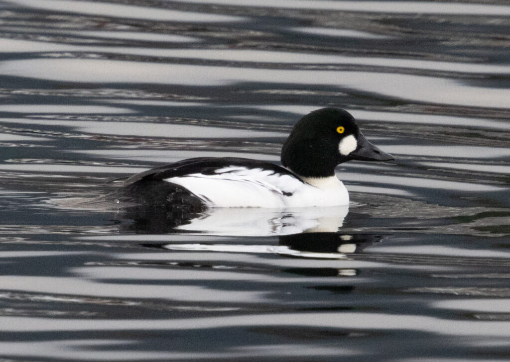 Common Goldeneye