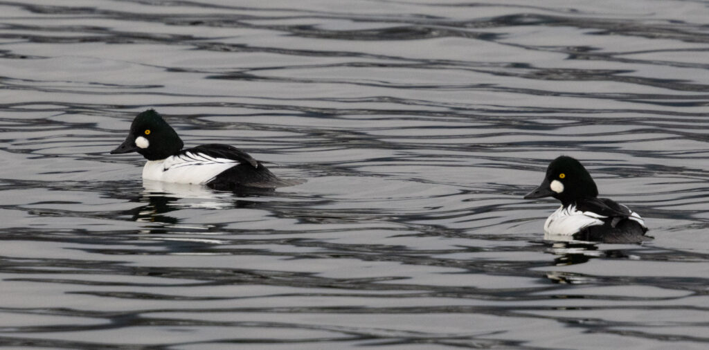 Common Goldeneyes