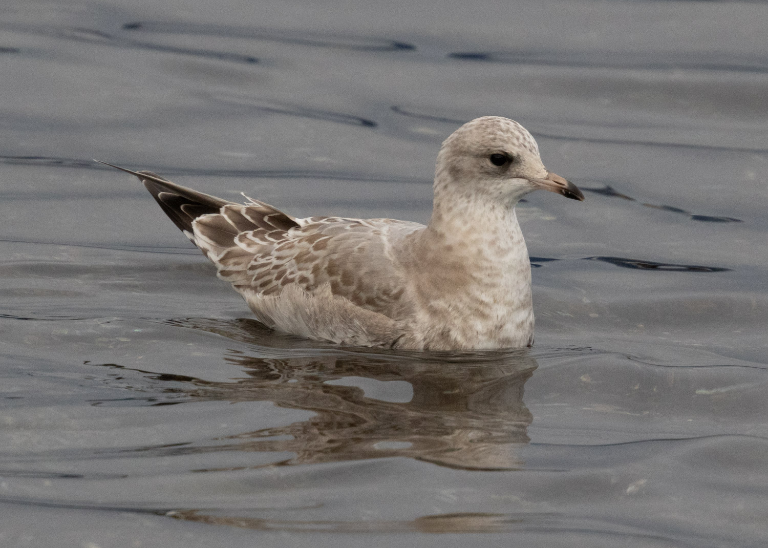 Short-billed Gull