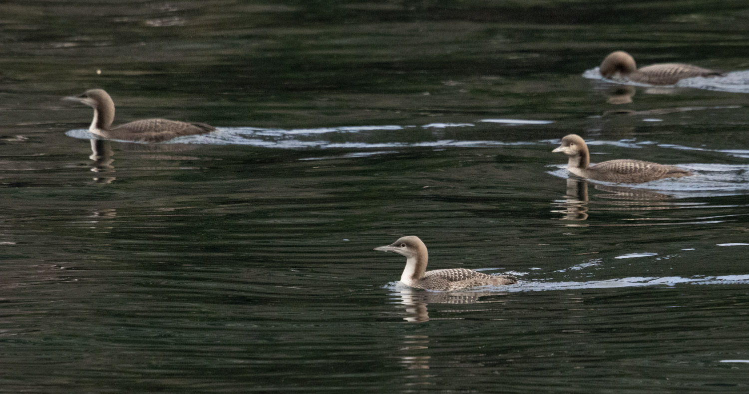 Pacific Loons