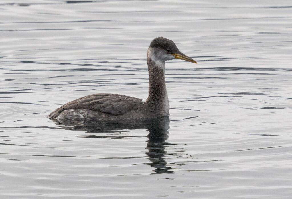 Red-necked Grebe