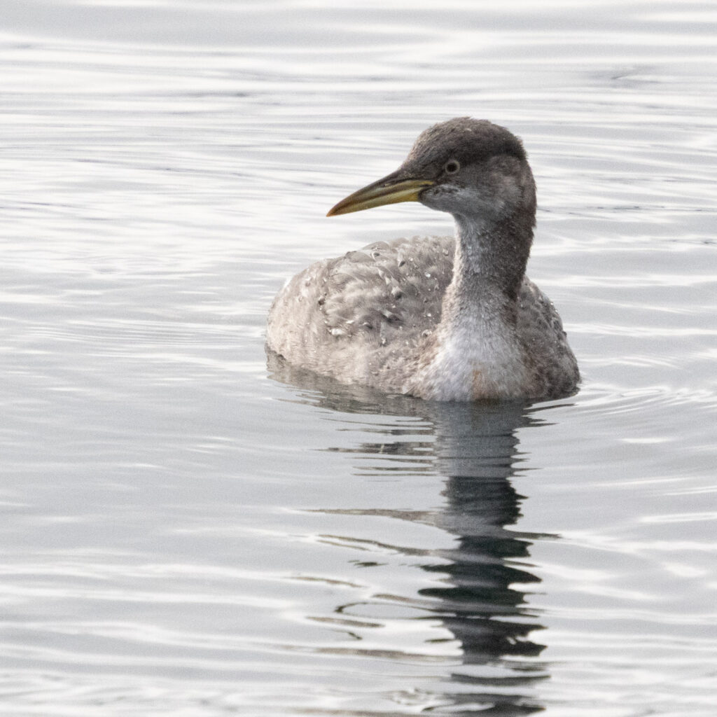 Red-necked Grebe