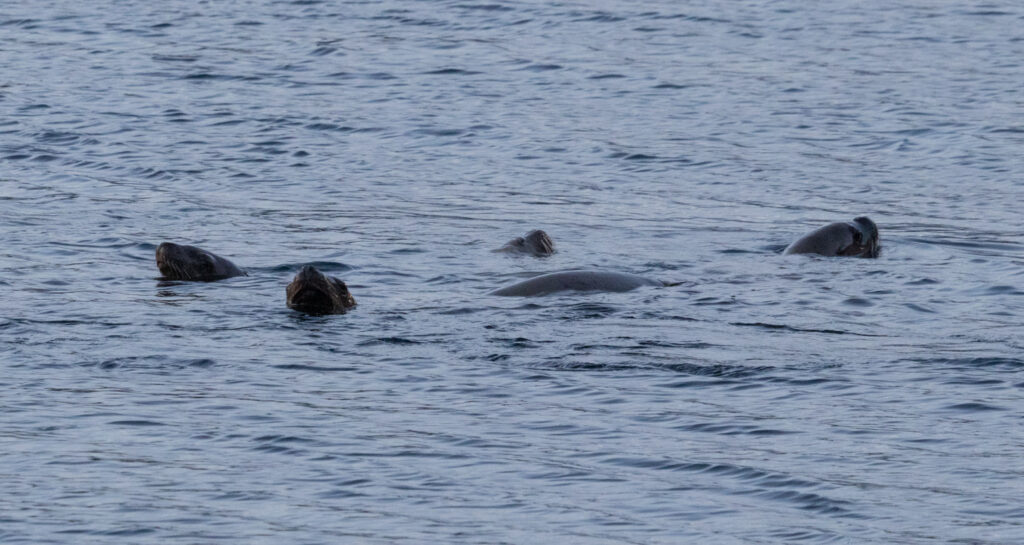 Steller Sea Lions