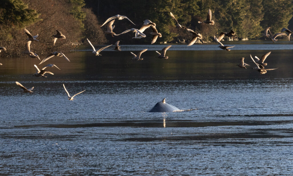 Humpback Whale