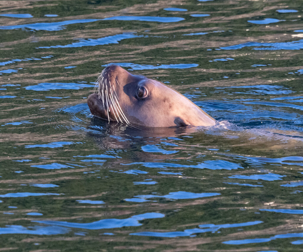 Steller Sea Lion