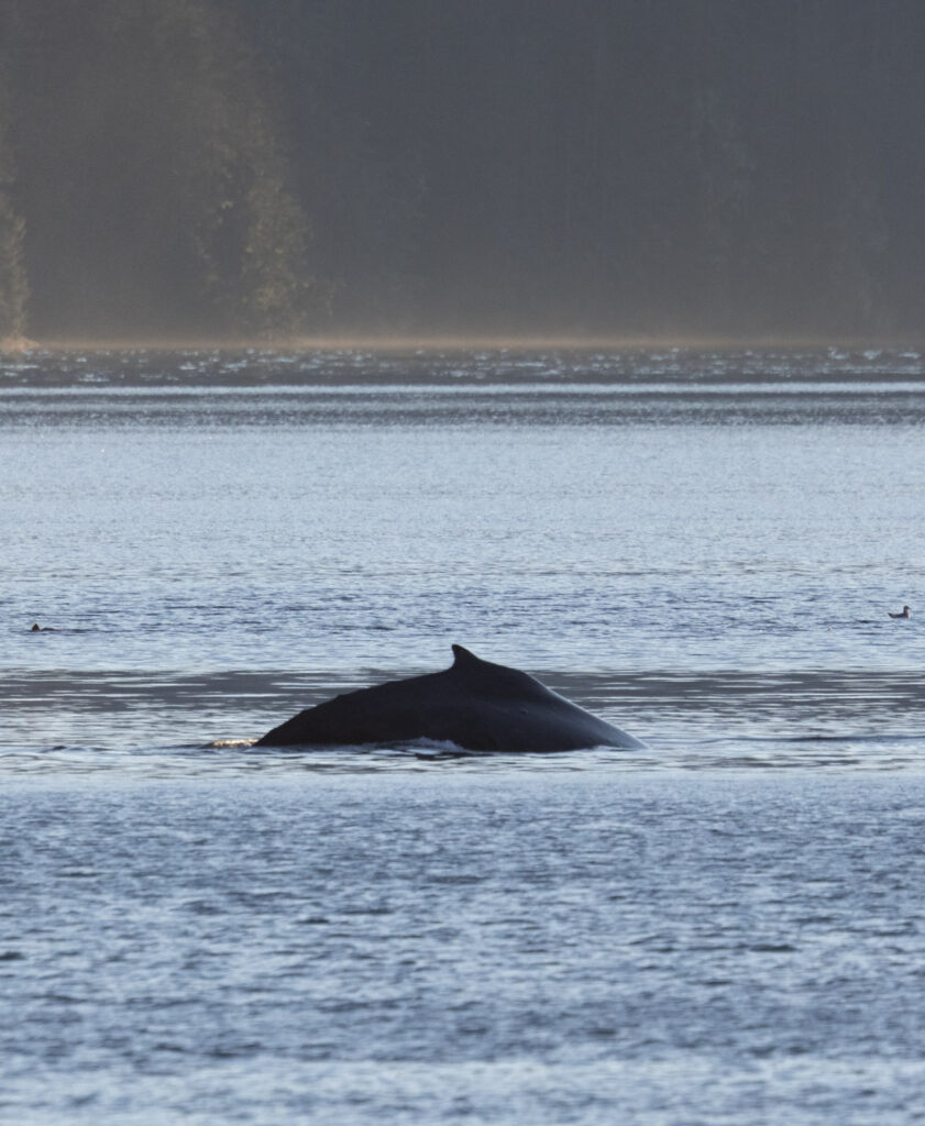 Humpback Whale