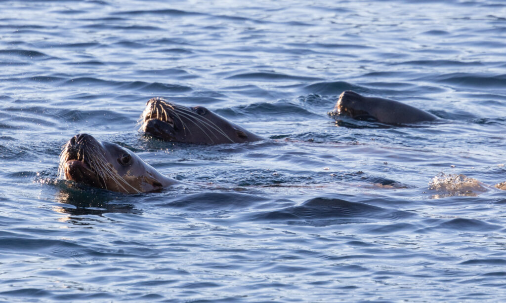 Steller Sea Lions