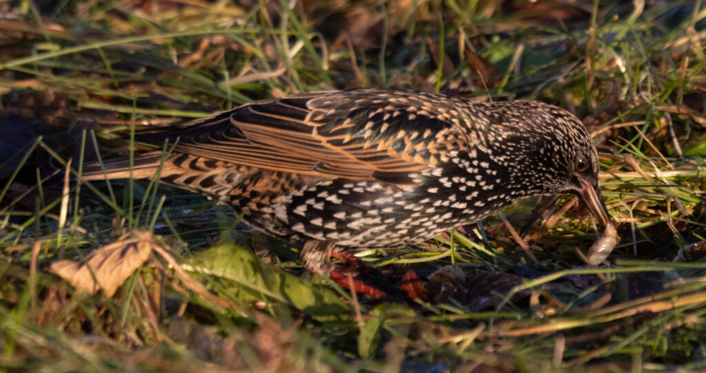 European Starling with a slug