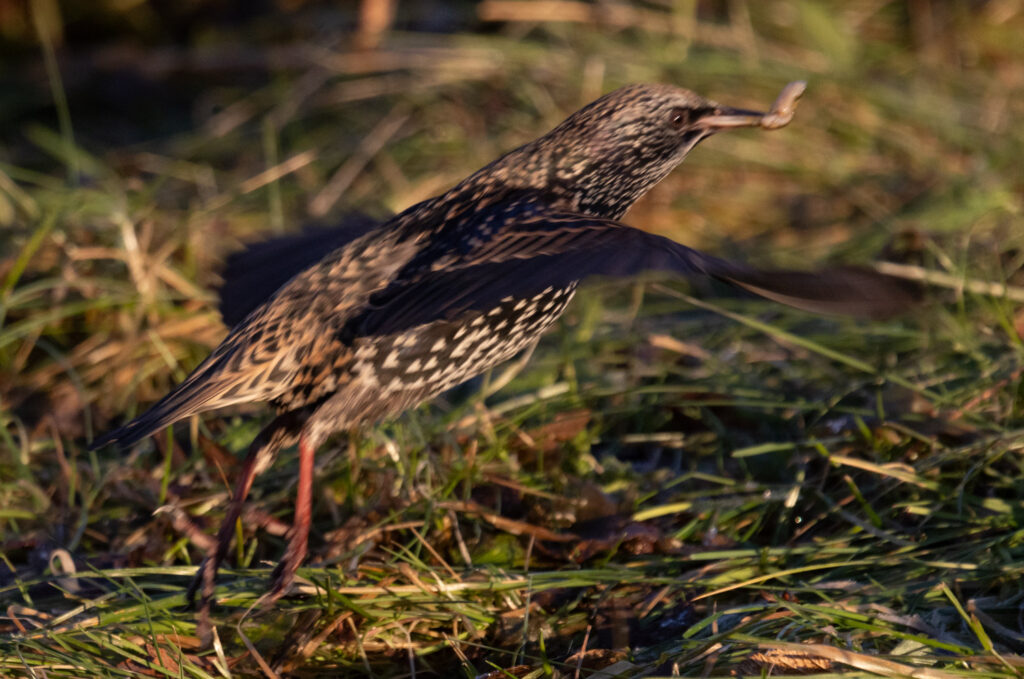 European Starling with a slug