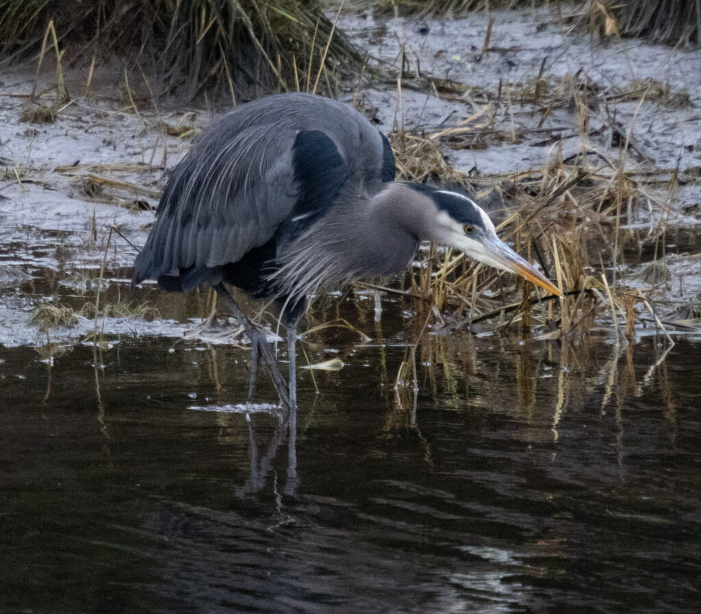 Great Blue Heron