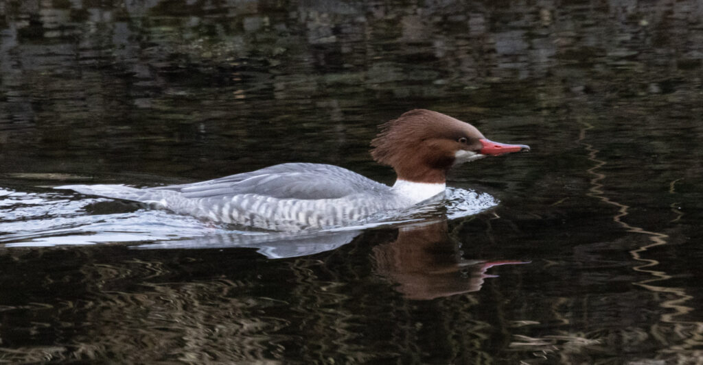 Common Merganser