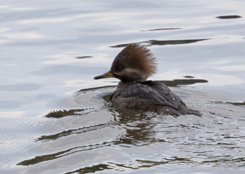 Hooded Merganser