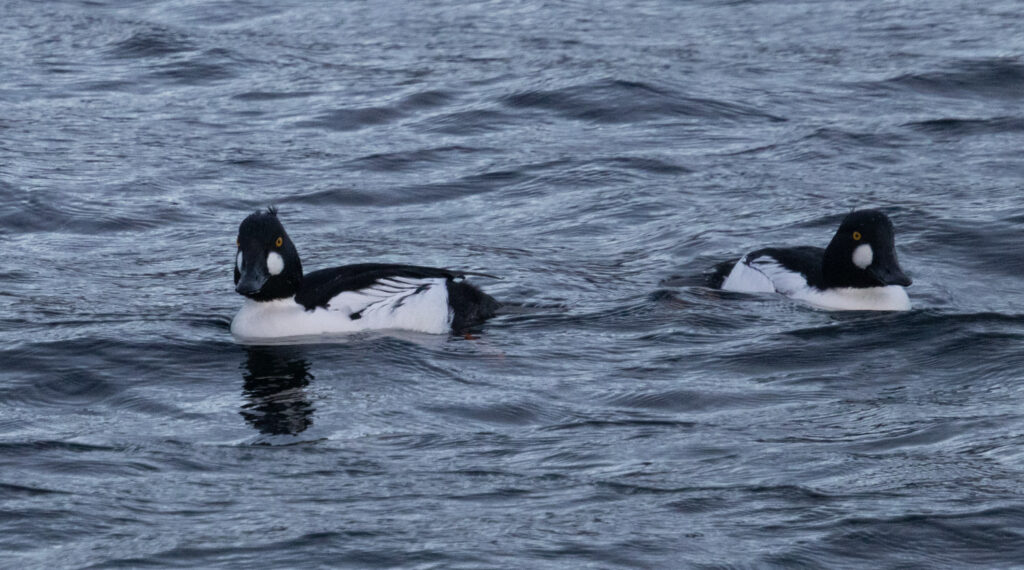 Common Goldeneyes