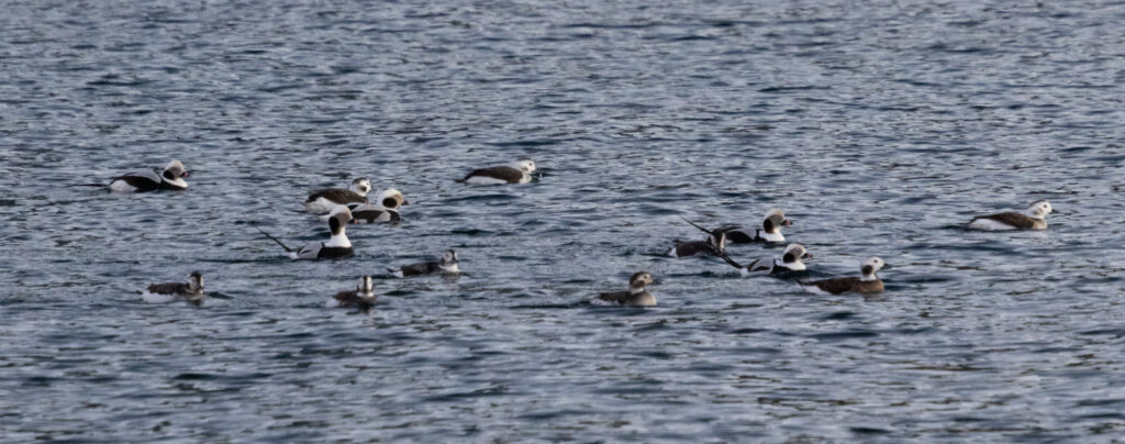 Long-tailed Ducks