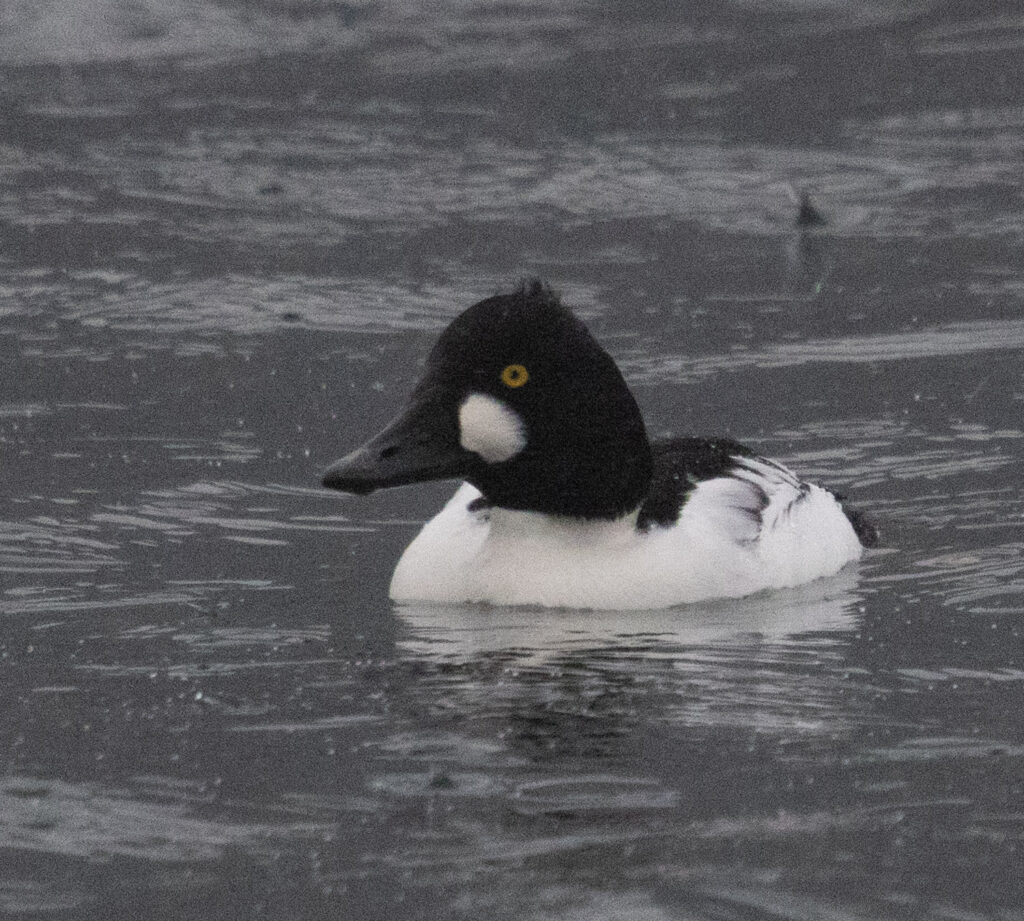 Common Goldeneye