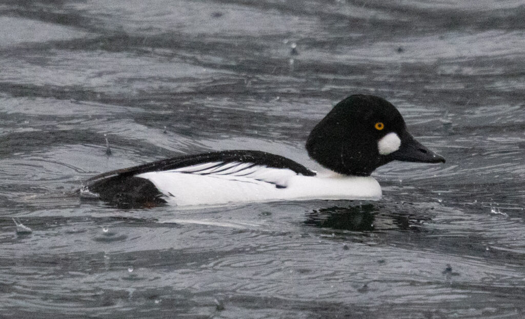 Common Goldeneye