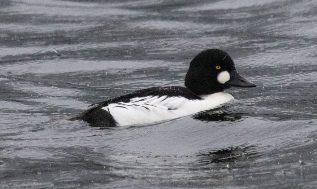 Common Goldeneye