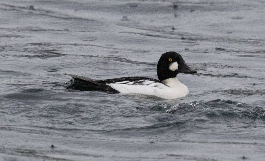 Common Goldeneye