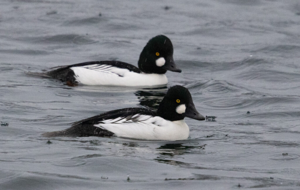 Common Goldeneyes