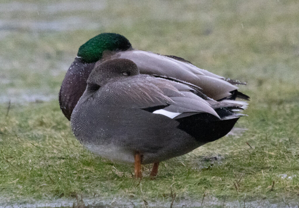 Resting Ducks