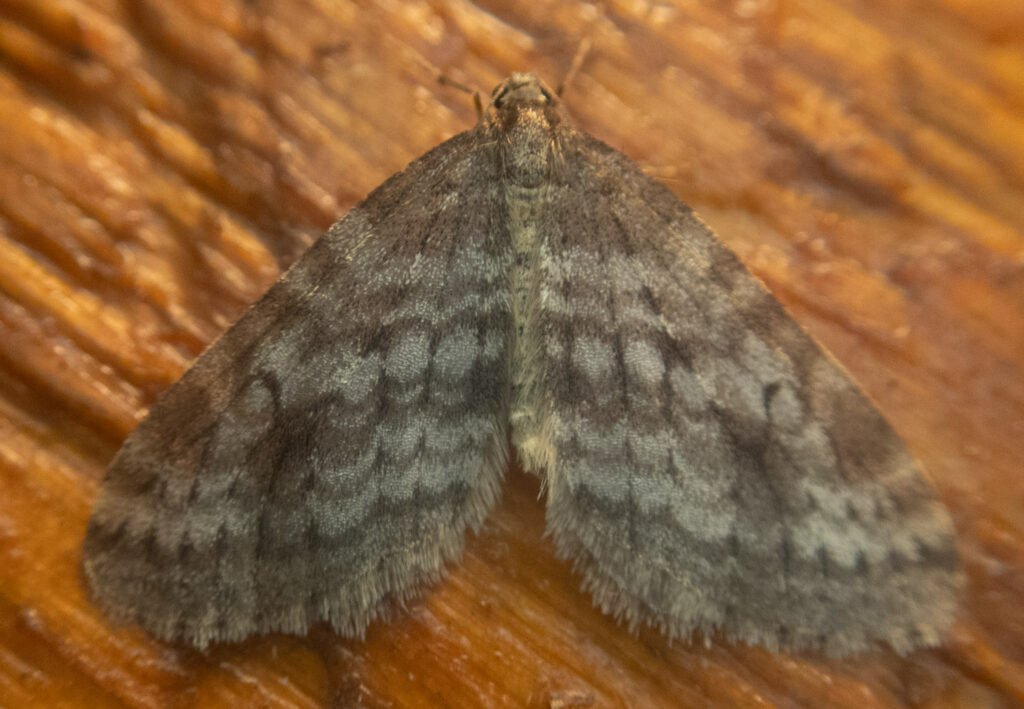 Winter Moth (Operophtera occidentalis)