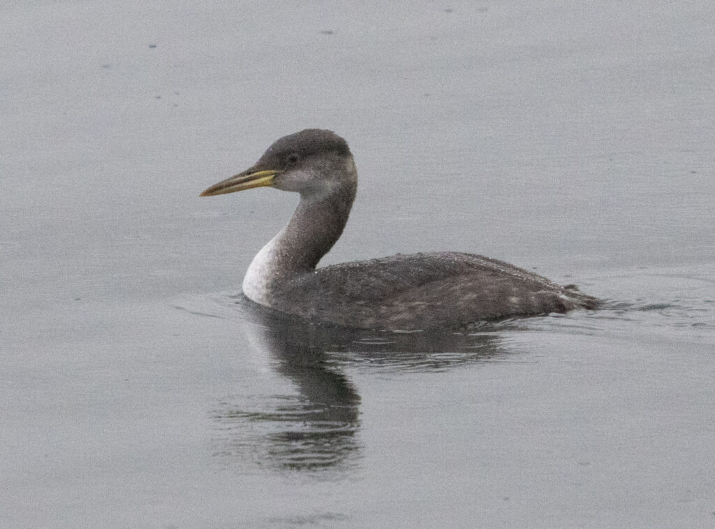 Red-necked Grebe