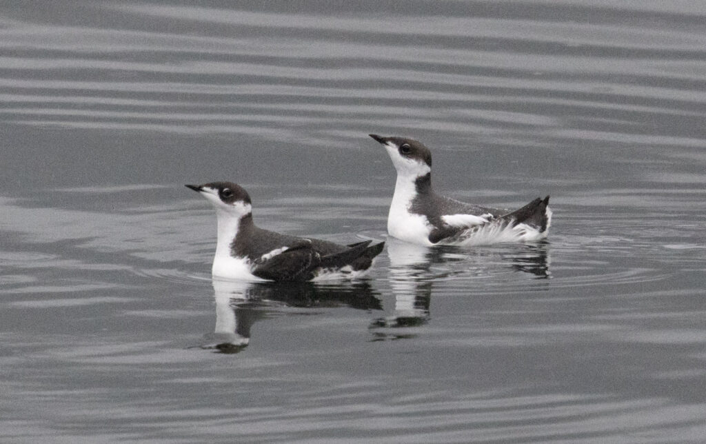 Marbled Murrelets