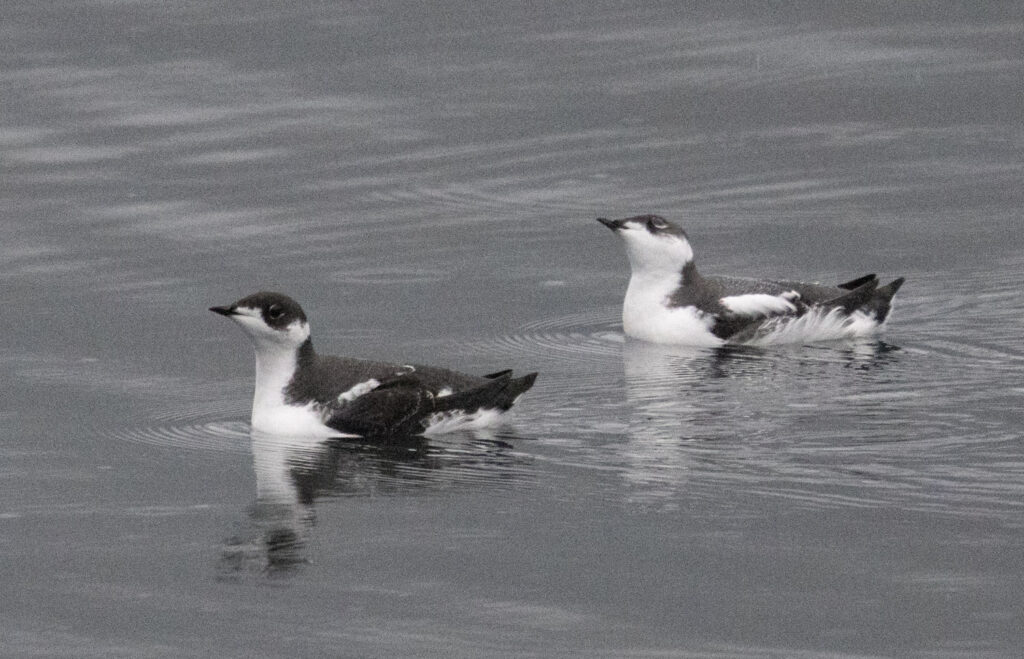 Marbled Murrelets