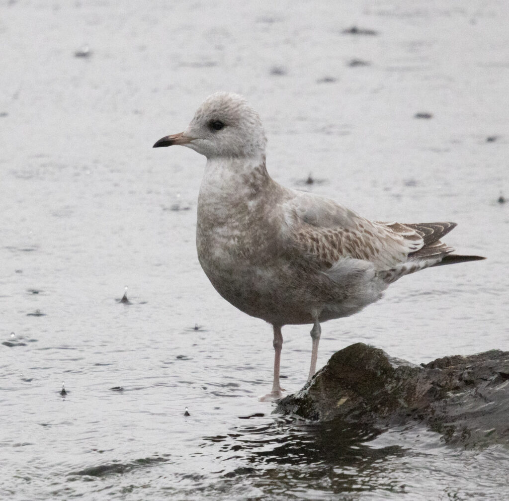 Immature Short-billed Gull