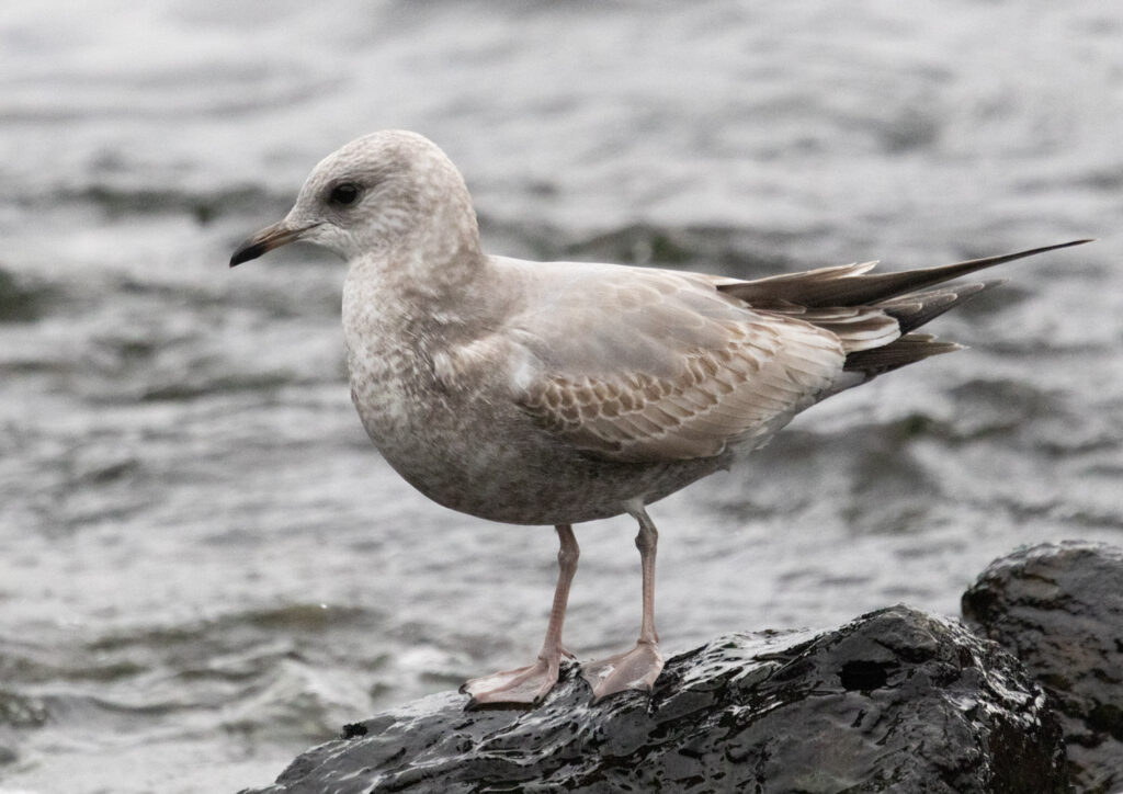 Immature Short-billed Gull