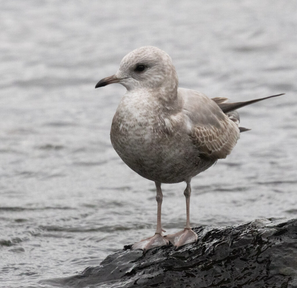 Immature Short-billed Gull