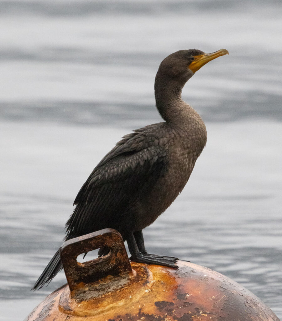 Double-crested Cormorant