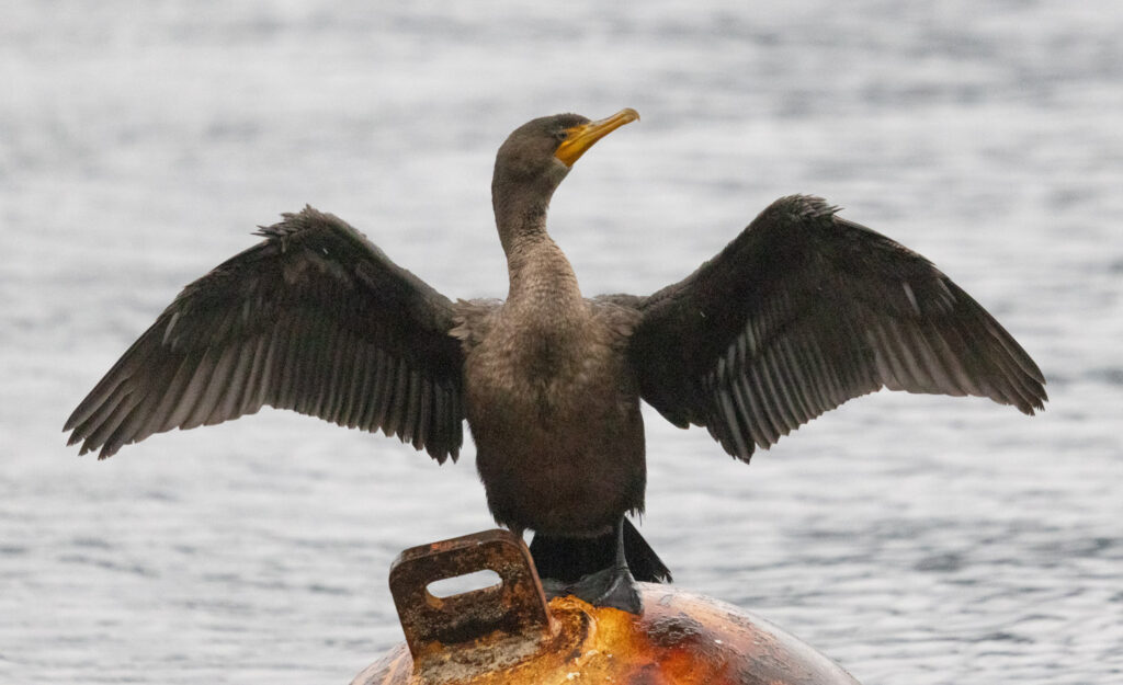 Double-crested Cormorant