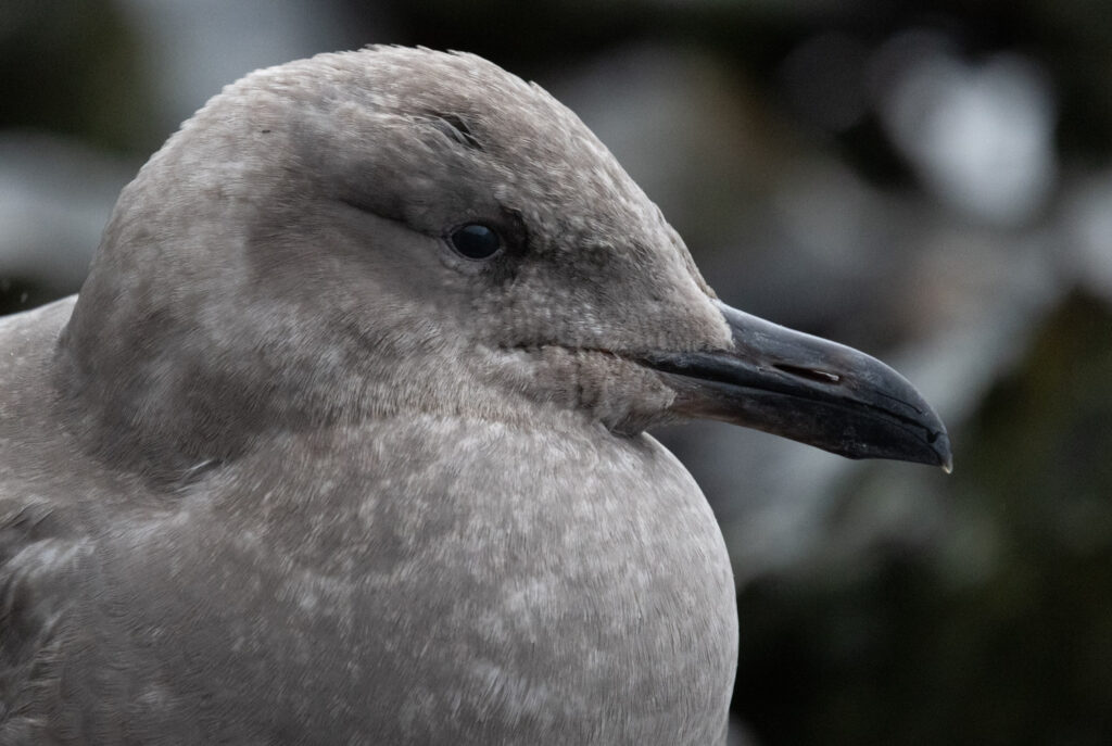 Immature Glaucous-winged Gull