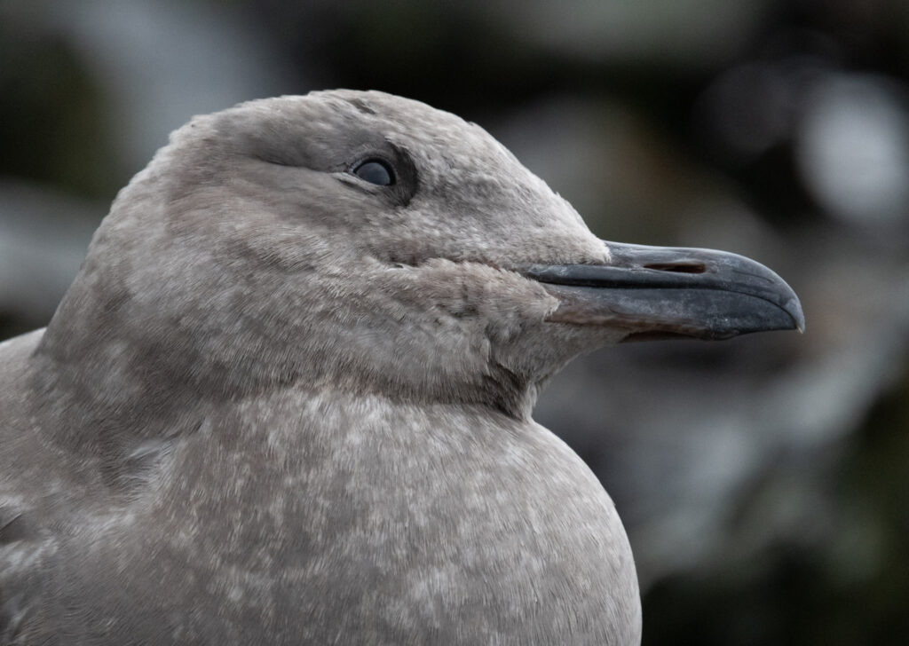 Immature Glaucous-winged Gull