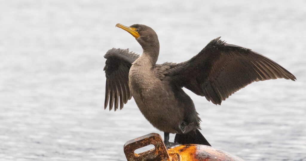 Double-crested Cormorant