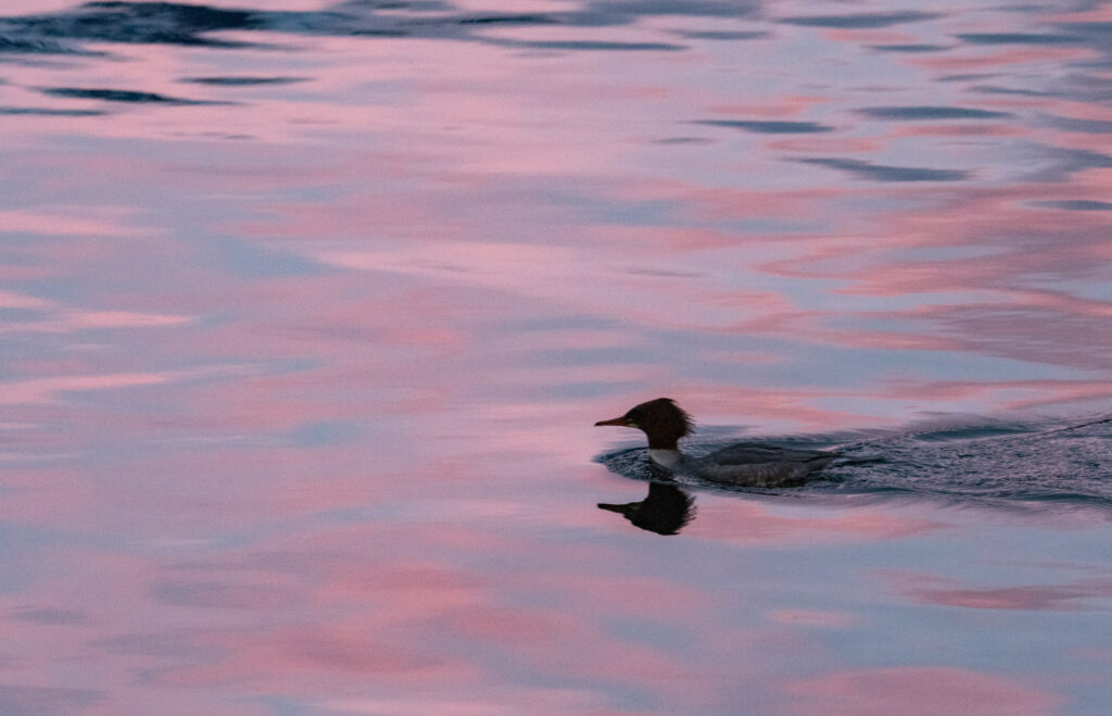 Common Merganser on Pink Waters