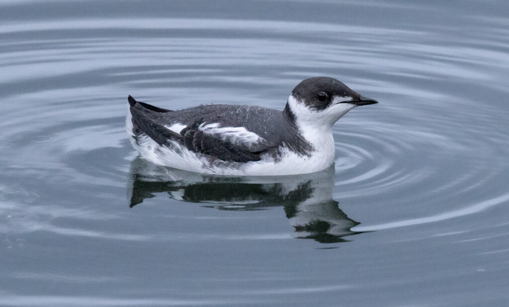 Marbled Murrelet