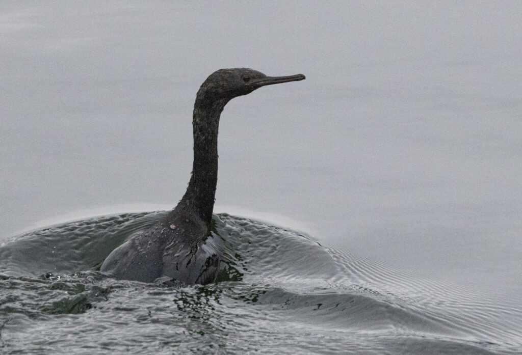 Pelagic Cormorant