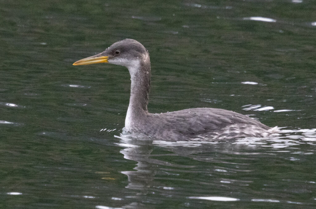 Red-necked Grebe