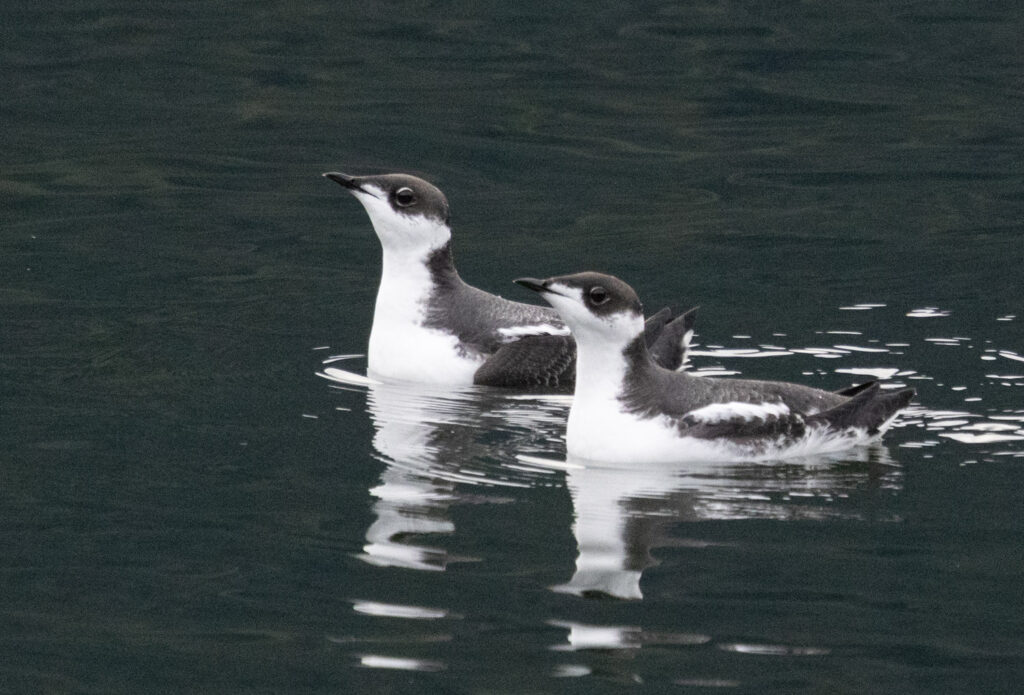 Marbled Murrelets