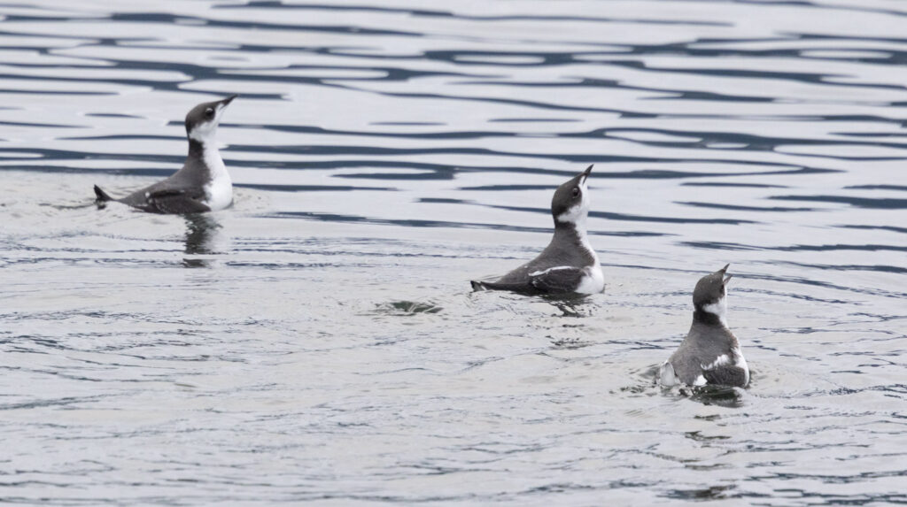 Marbled Murrelets