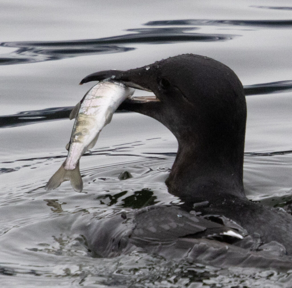 Thick-billed Murre with Catch