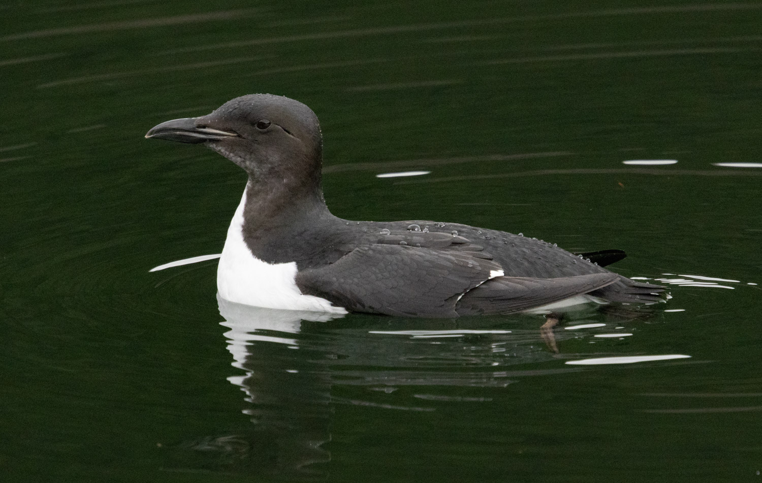 Thick-billed Murre