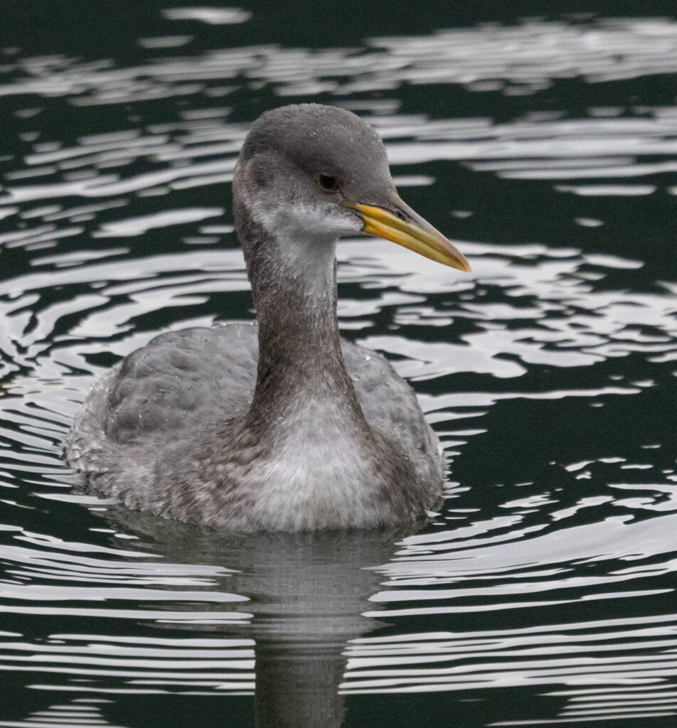 Red-necked Grebe